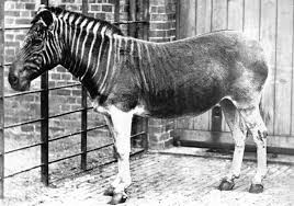 35 Extinct Animals That Should Be Cloned Back Into Existence